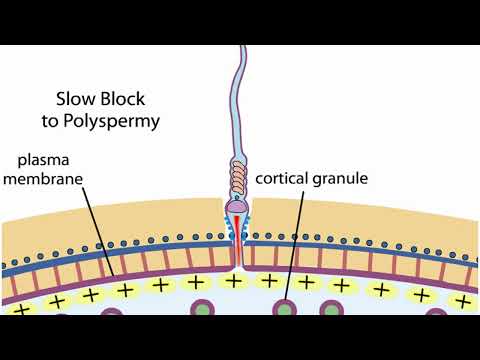 Neural development embryology animation Neural tube development Shomu s Biology