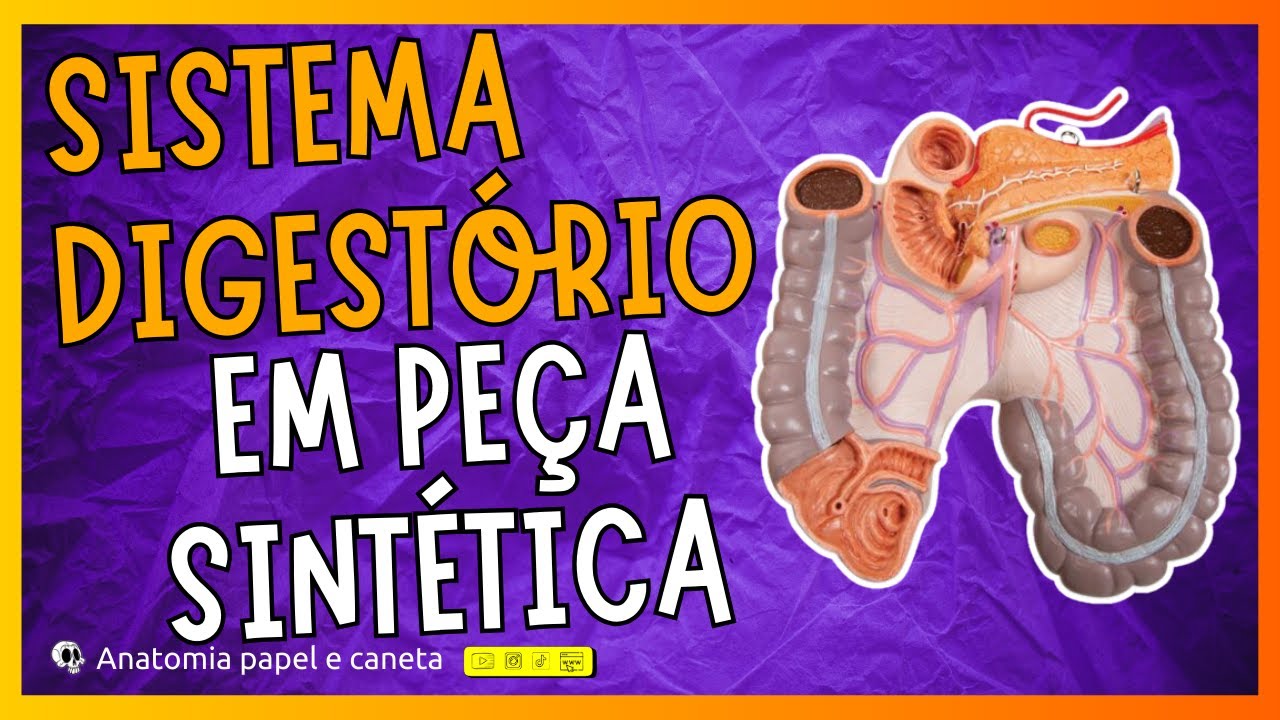Anatomia do Sistema Digestório em peça sintética