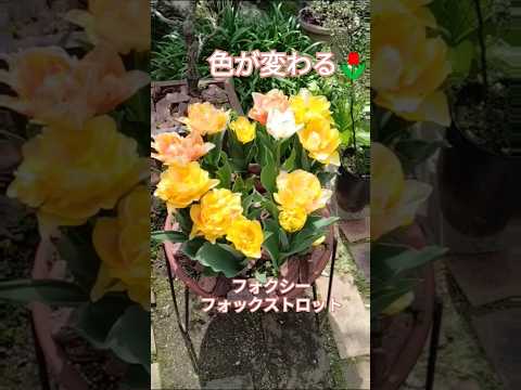 特別な色と花の形をしたチューリップ 植物