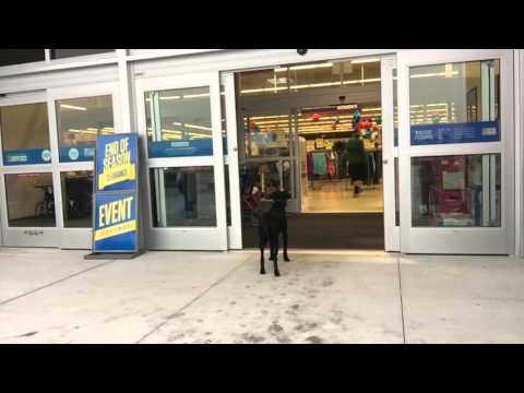 Advanced door manners out in public! Space Coast Dog Trainers!