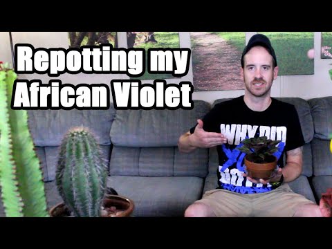 African Violet Care and Repotting (Saintpaulia ionantha)