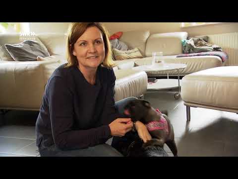 Mops Welpen vom Neunhäuserwald