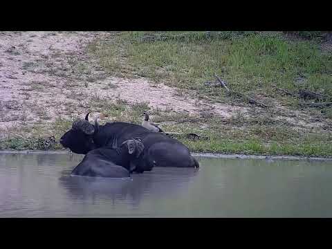 Djuma: Egyptian Geese youngsters meet the giant African Buffalos - 10:49 - 01/03/22