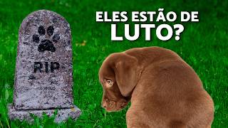 Cães sentem luto por outros cães? 😢 Sinais de luto em cães