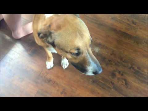 download lagu mp3 mp4 Wonder Dog Sparky, download lagu Wonder Dog Sparky gratis, unduh video klip Wonder Dog Sparky