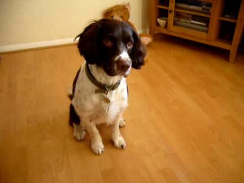 english springer spaniel tricks (THE BEST)