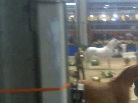 fieracavalli2008 arabi fattrici