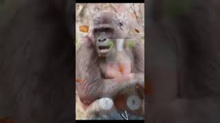 Download lagu video lucu bikin ngakak#shorts #lucu #ngakak mp3 Download lagu video lucu bikin ngakak#shorts #lucu #ngakak mp3