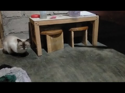 tired of playing straight to sleep 🥰#cats #himalaya #kittenhimalaya