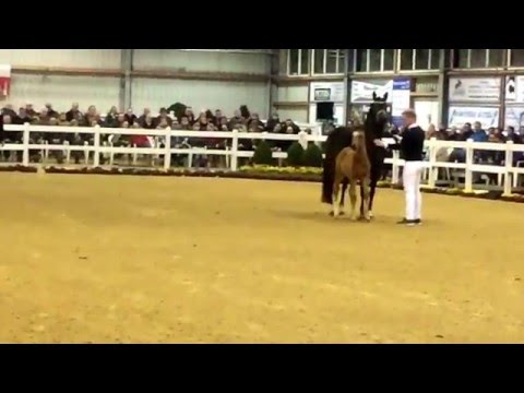 *Coconut Kiss* anlässlich der Hengstschau des Ferienhofs Stückers in Goch