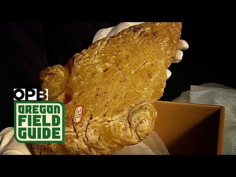 Unglaublicher versunkener Schatz vor der Küste Oregons | Oregon Field Guide
