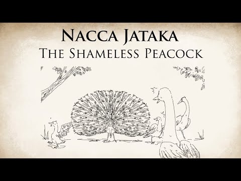 The Shameless Peacock | Nacca Jataka | Animated Buddhist Stories