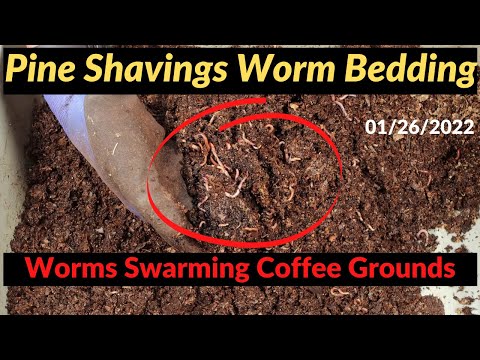 Pine Shavings Worm Bin - Sides drying out 01/26/2022