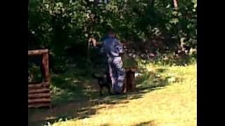 preview picture of video 'Rottweiler Barney od Vadanora - Obuka poligon'