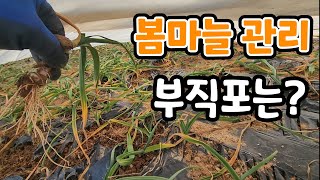 봄마늚 관리 ! 부직포 언제 벗겨야 좋을까? 1차추비 주는시기?