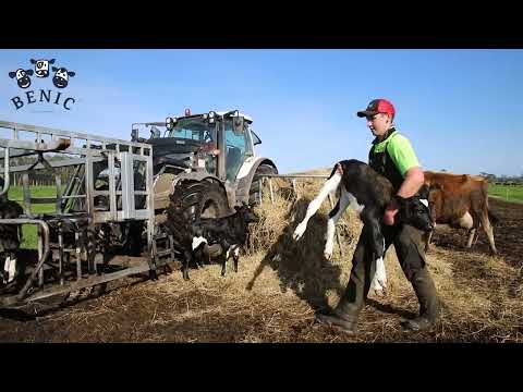 Benic Calf Trailers: 50% Less Handling and NEVER overload again