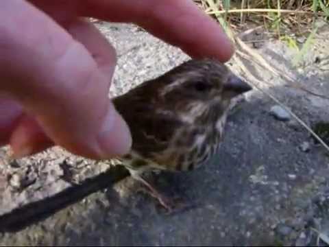 comment soigner un oiseau qui s'est cogné