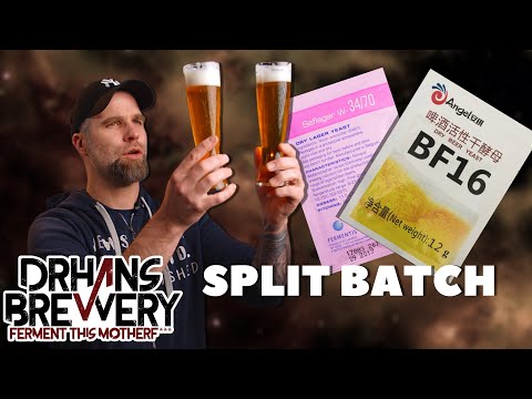 Angel Yeast BF16 VS Saflager w34/70 - Split Batch  Experiment