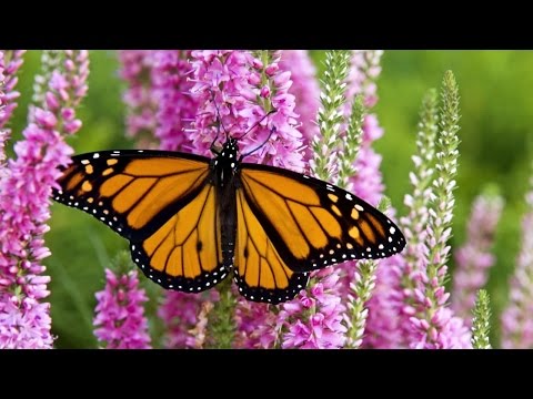 Monarch Butterfly Migration: A Mystery Of The Natural World - HD Documentary