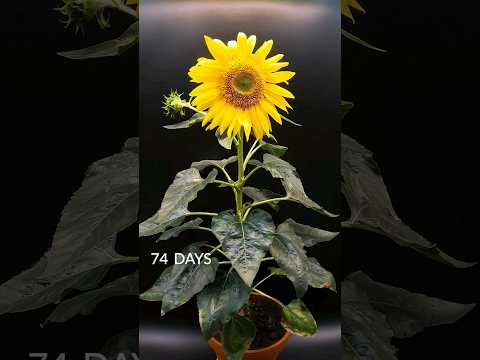 83 days in 35 seconds - Sunflower time-lapse
