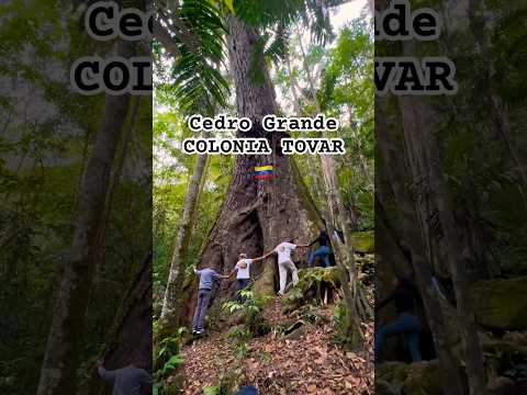 No todos llegan a este lugar en Colonia Tovar 🇩🇪🇻🇪