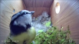 Download Lagu 10th April 2021 - Blue tit nest box live camera highlights Thumbnail