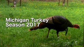 Michigan Turkey Season 2017