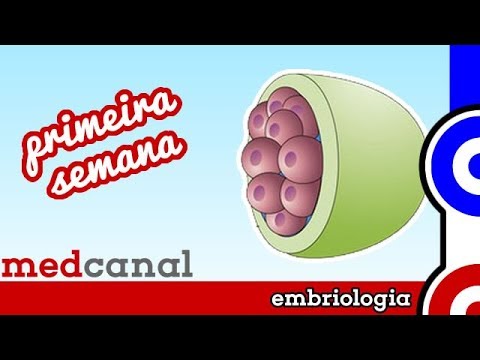 Primeira Semana | EMBRIOLOGIA 1