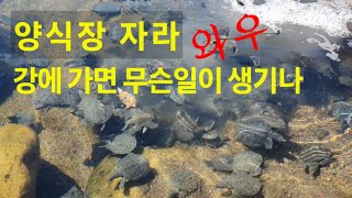 양식장 자라 강에가면 무슨일이 생기나