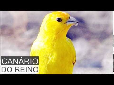 download lagu mp3 mp4 Canário Do Reino, download lagu Canário Do Reino gratis, unduh video klip Canário Do Reino