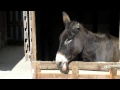 stroke donkey