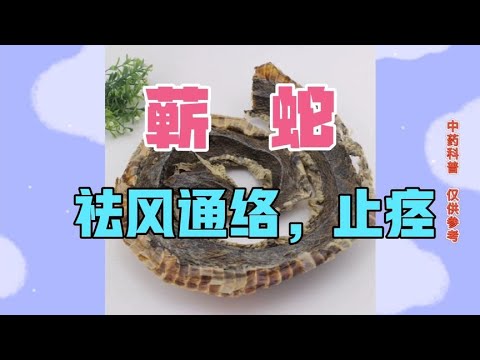 中医中药知识普及-蕲蛇，祛风通络止痉的要药，用于风湿顽痹麻木拘挛，中风口眼歪斜