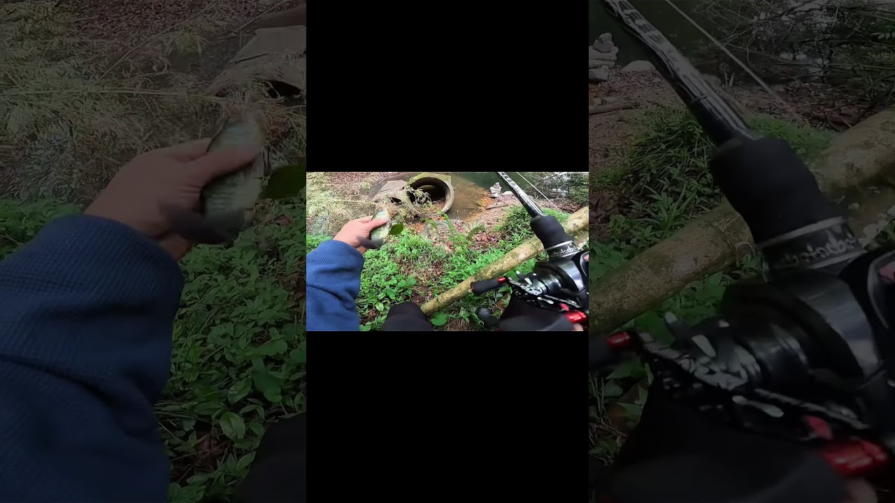 リアルフラッシングギルブラックバスの本気食い‼️ #ビッグベイト #ガンクラフト #gancraft #ラチェット #ブルーギル #リアルカラー #野池 #バス釣り #魚釣り