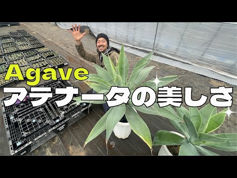 人間と F. attenuata の大きさの比較