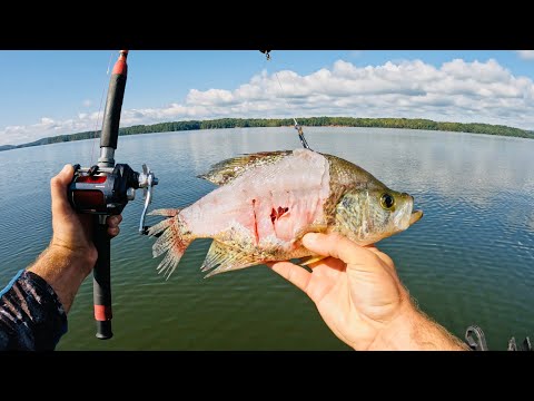 4 Hours of RAW and UNCUT Kayak Catfishing | MONSTER Fish Eats a Crappie