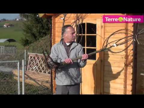 comment traiter ses arbres fruitiers