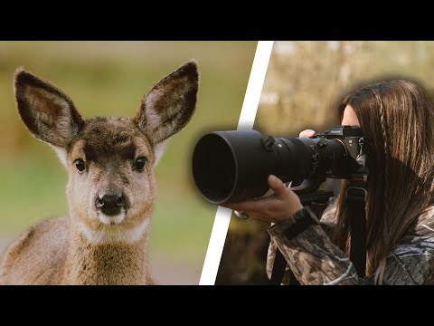 Sigma 500 f5.6 DG DN OS Sportplatztest für Vogel- und Tierfotografie
