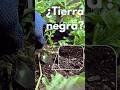 ¿La tierra negra es buena para tus plantas? #shorts # huertoencasa #plantas #jardin