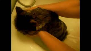 Кот матюкается короткий прикол