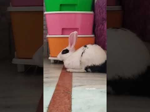 Helios becoming a duck #rabbits #ducks