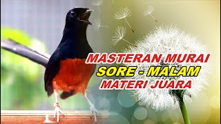 Download lagu 🔴 LIVE 07 - Masteran Murai Batu Pagi Hari Full Materi Juara Cocok buat Murai trotol belajar bunyi mp3 Download lagu 🔴 LIVE 07 - Masteran Murai Batu Pagi Hari Full Materi Juara Cocok buat Murai trotol belajar bunyi mp3