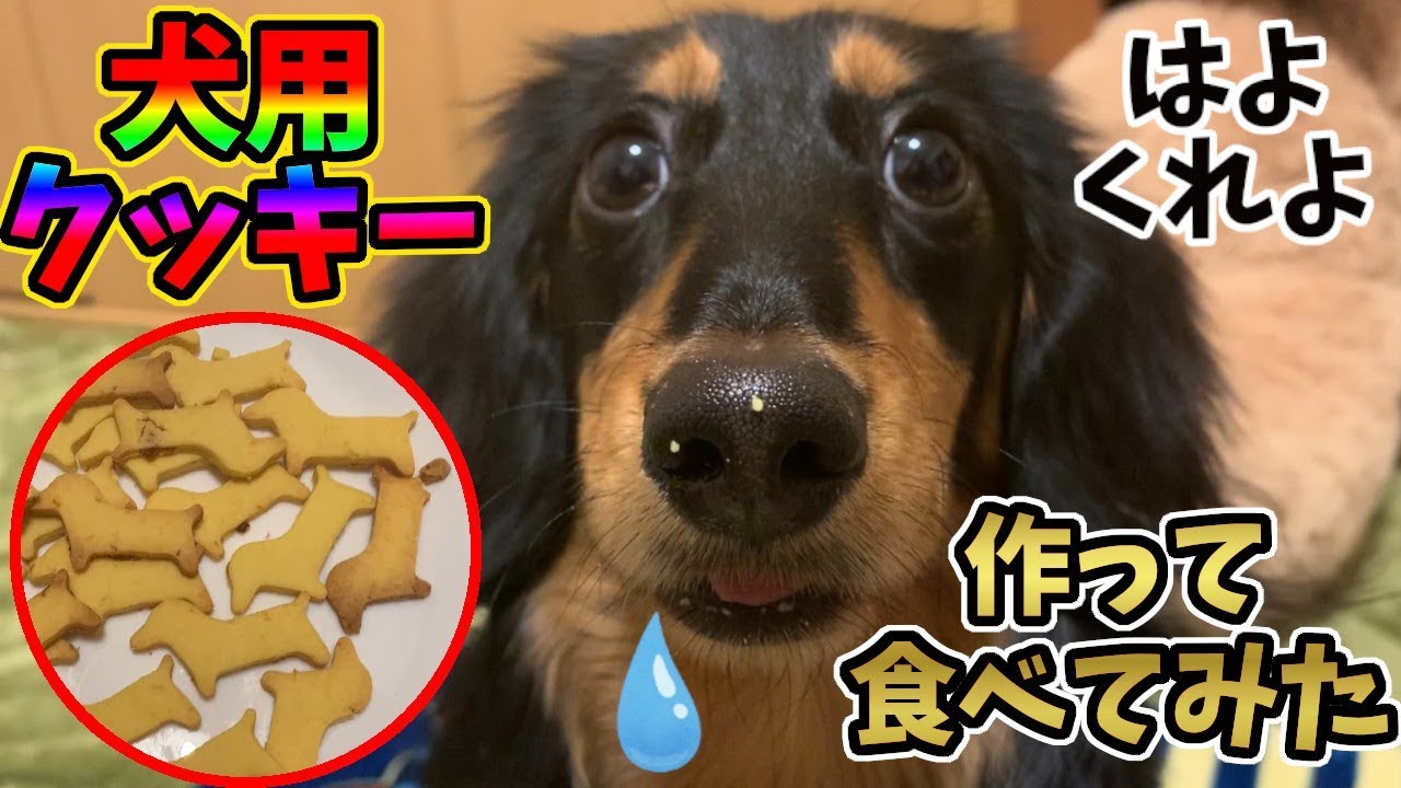 笑う犬に犬用カボチャクッキー食べさせてみた＆人間(ブス)が味見してみたら…