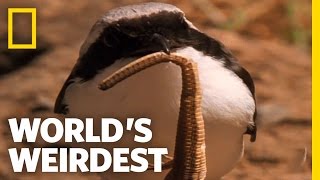 World's Weirdest - Cute Bird Impales Its Prey