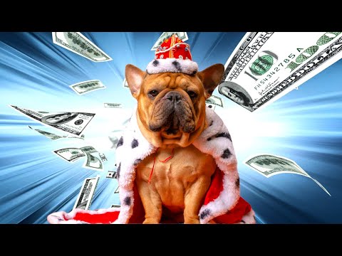 Inside The Lavish Lifestyle Of Celebrity Pets