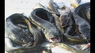 Поиск налима зимой на реке