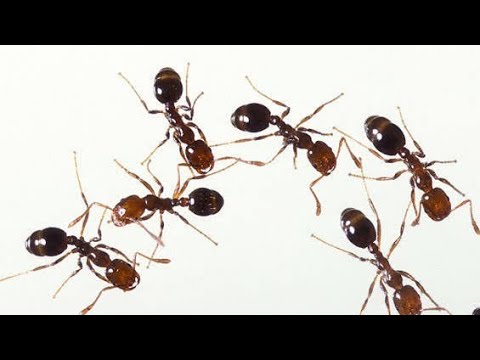 🙀Formiga na Tela GAME PARA GATOS 🐜