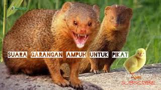 Download lagu Suara Garangan Ampuh Untuk Pikat || Terbaru 100% Datang mp3 Download lagu Suara Garangan Ampuh Untuk Pikat || Terbaru 100% Datang mp3