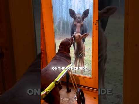 This Moose Saved This Dog From A Mountain Lion 🫎💔#shorts