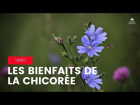 , title : 'Les BIENFAITS de la CHICORÉE : vitamines, détox, protectice, poids...'