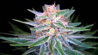 311 Live who&#39;s got the herb.wmv